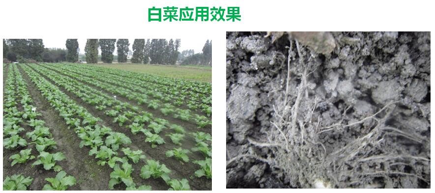 氨基寡糖素 - 植物的免疫衛(wèi)士，根結(jié)線蟲的克星