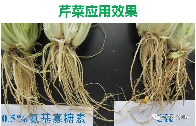 氨基寡糖素 - 植物的免疫衛(wèi)士，根結(jié)線蟲的克星