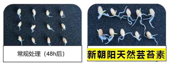 小麥拌種選新朝陽天然蕓苔素，讓小麥高產(chǎn)贏在起跑線上?。ㄐ←溤谑裁磿r(shí)候用蕓苔素效果最佳）