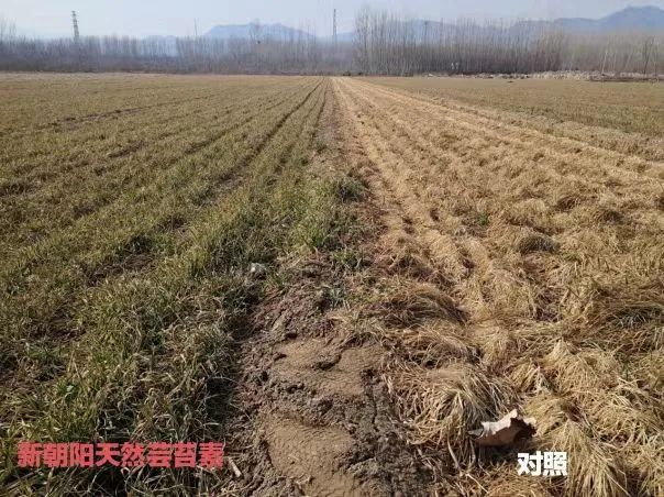 小麥拌種選新朝陽天然蕓苔素，讓小麥高產(chǎn)贏在起跑線上！（小麥在什么時(shí)候用蕓苔素效果最佳）