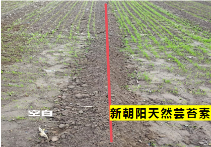 小麥拌種選新朝陽天然蕓苔素，讓小麥高產(chǎn)贏在起跑線上！（小麥在什么時(shí)候用蕓苔素效果最佳）